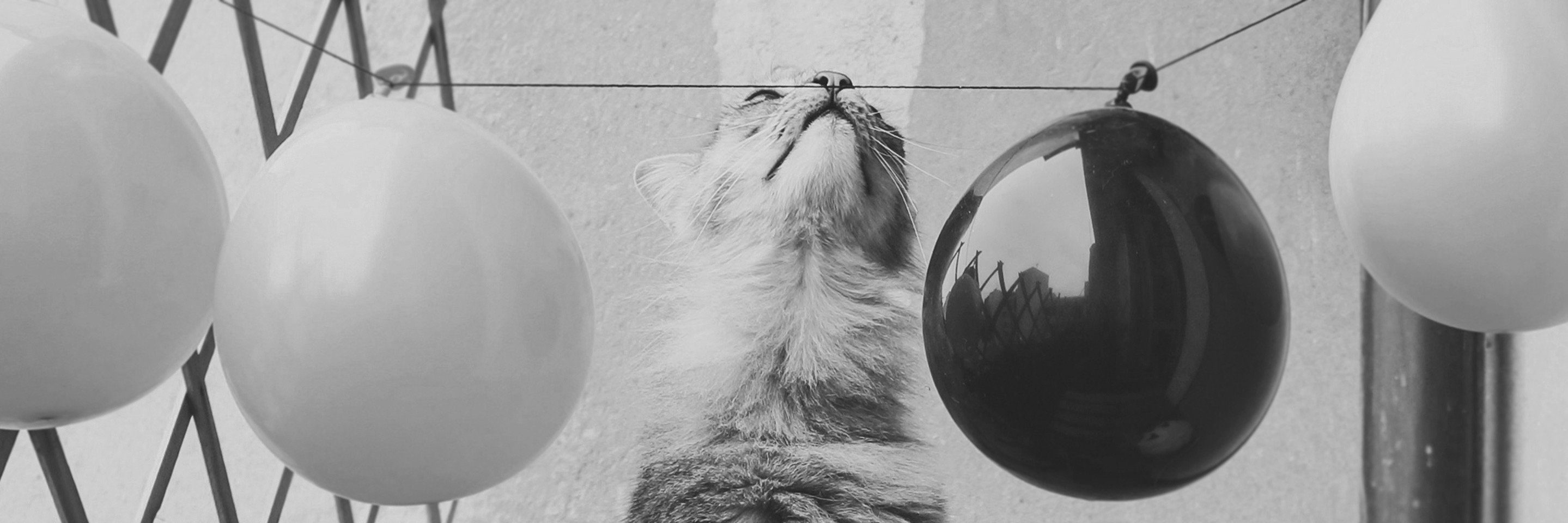 100perc_Sheldon's profile banner image