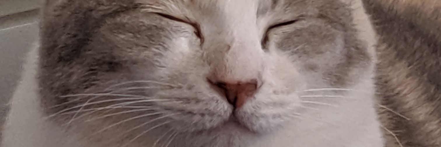 ginFur2438's profile banner image