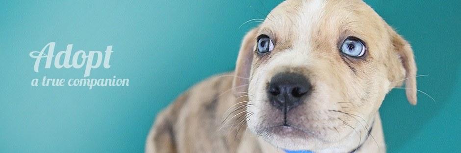 adoptastaff's profile banner image