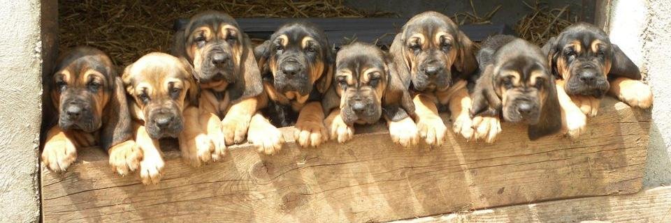 k9capital's profile banner image