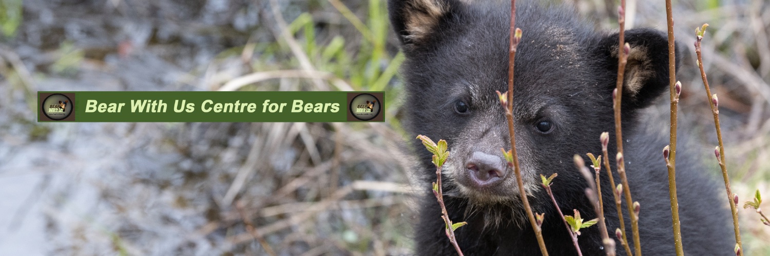 bearwithusbears's profile banner image