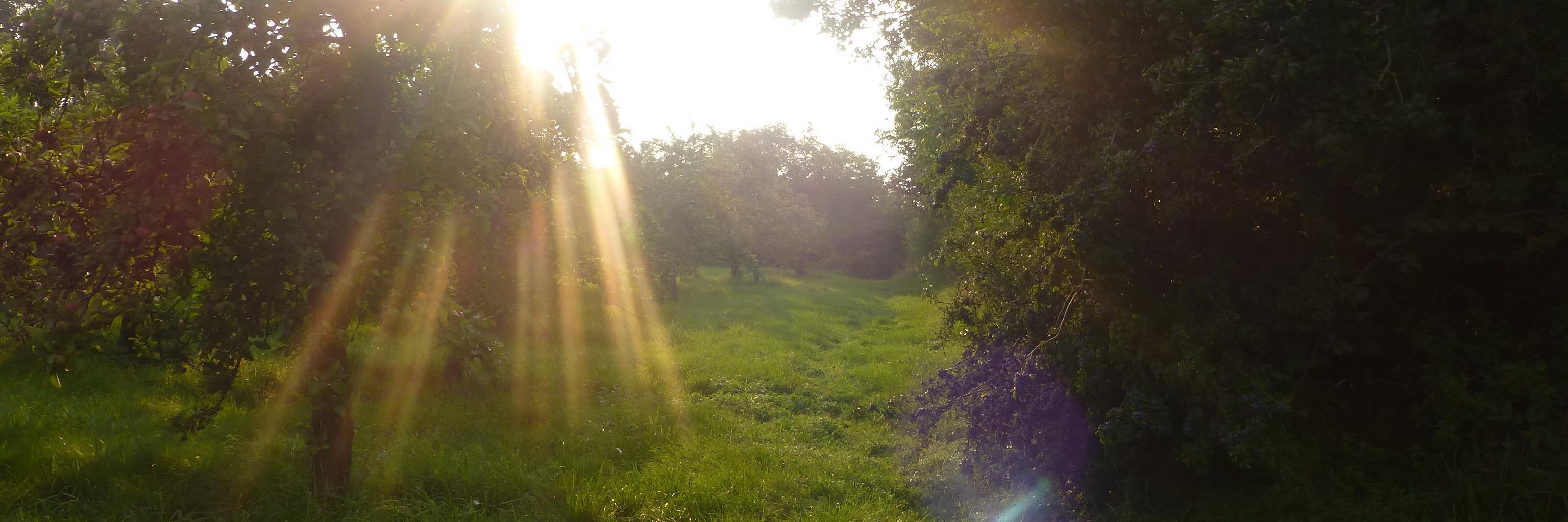 ciderwood's profile banner image