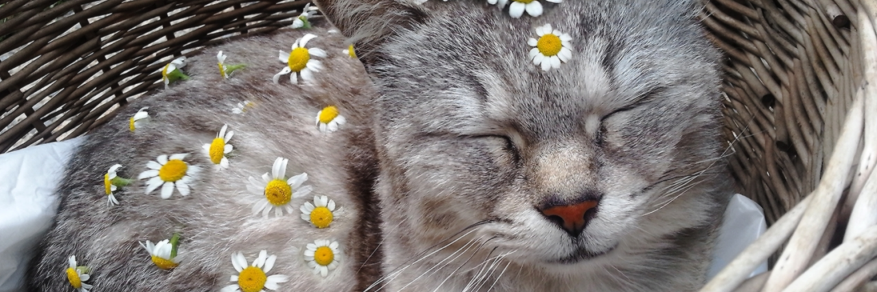 placeborp's profile banner image