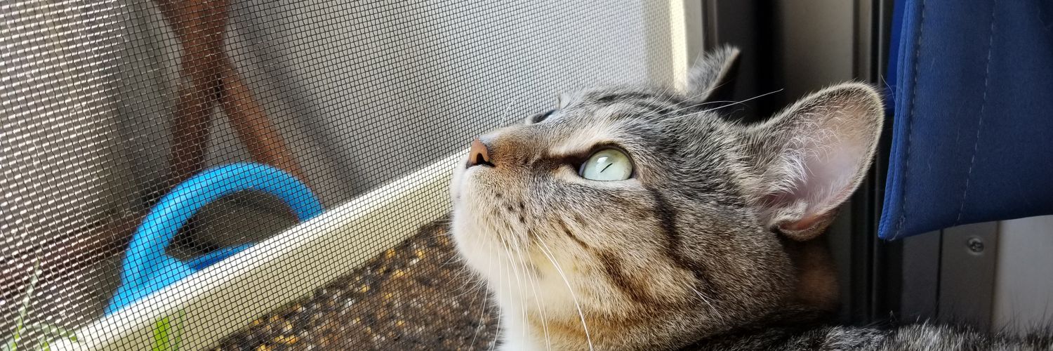 kapikapi828's profile banner image