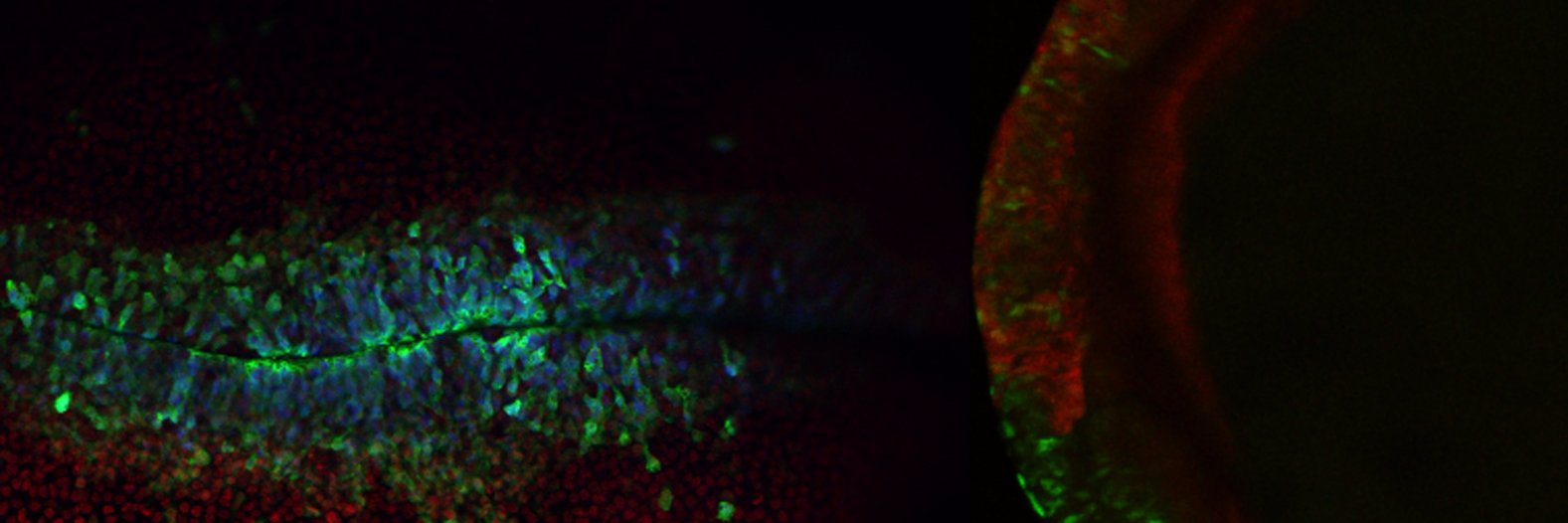 Sauka-Spengler Lab banner