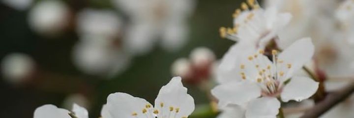 bles_singz's profile banner image