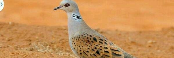 Saidalyoum's profile banner image