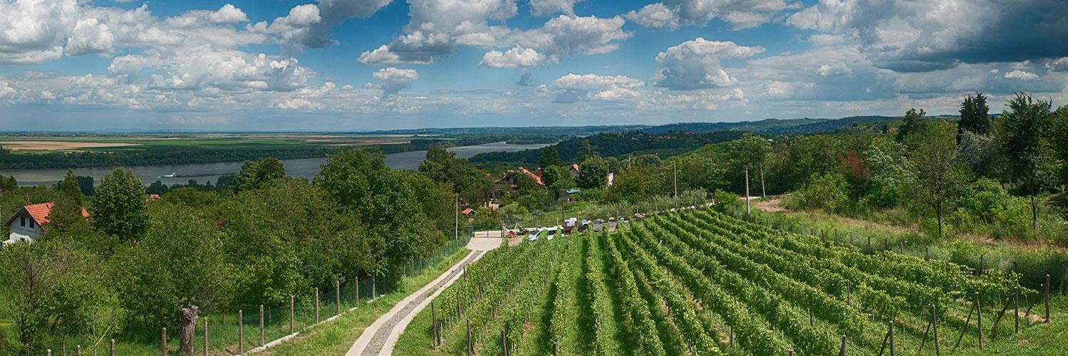 PlavinciWinery's profile banner image