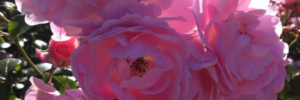 sarbraga Profile Banner