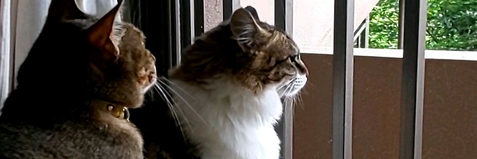 ryouma1967's profile banner image
