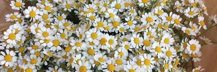 haniniibee's profile banner image