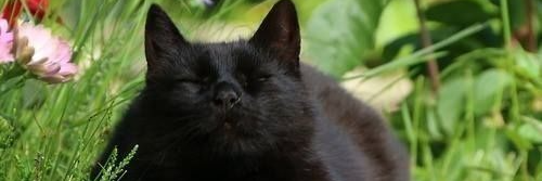 authorkhale's profile banner image