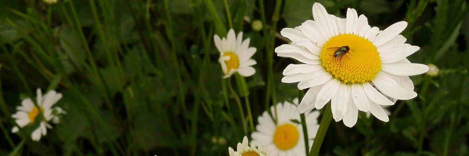 Sashaa009's profile banner image