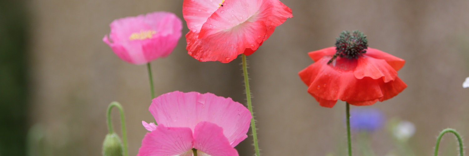 nicoll136's profile banner image