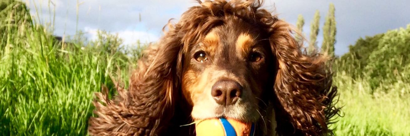 Jenny Seligmann banner