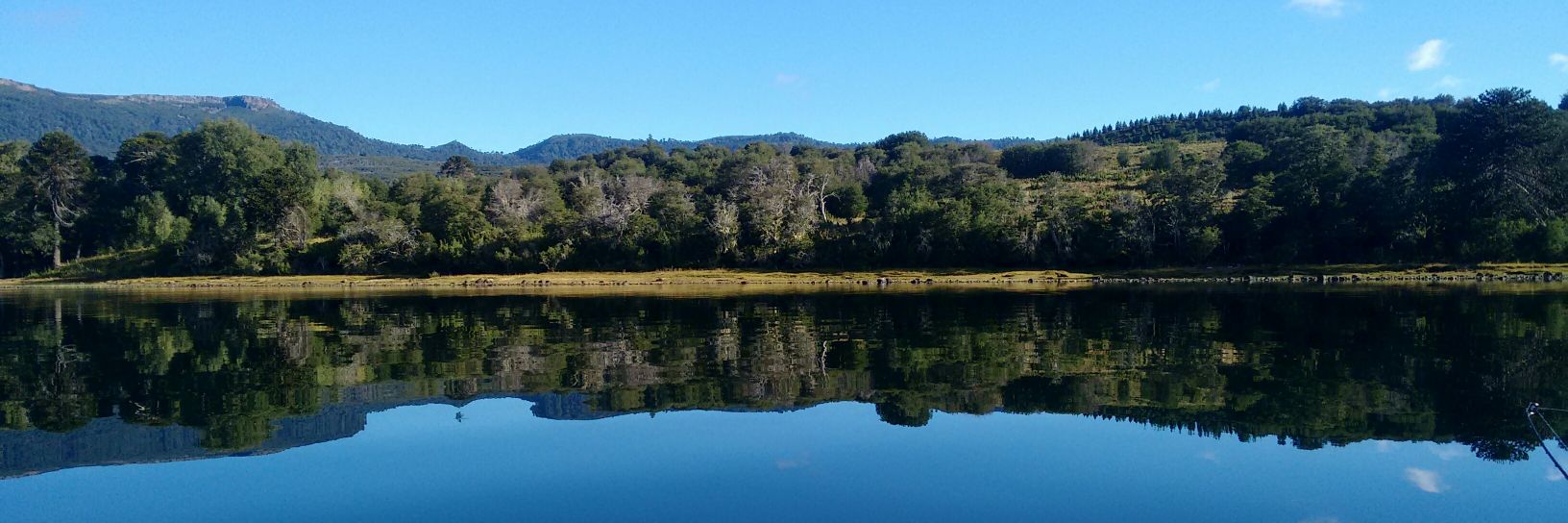 Amaranta Alfaro (ella/she/her) banner