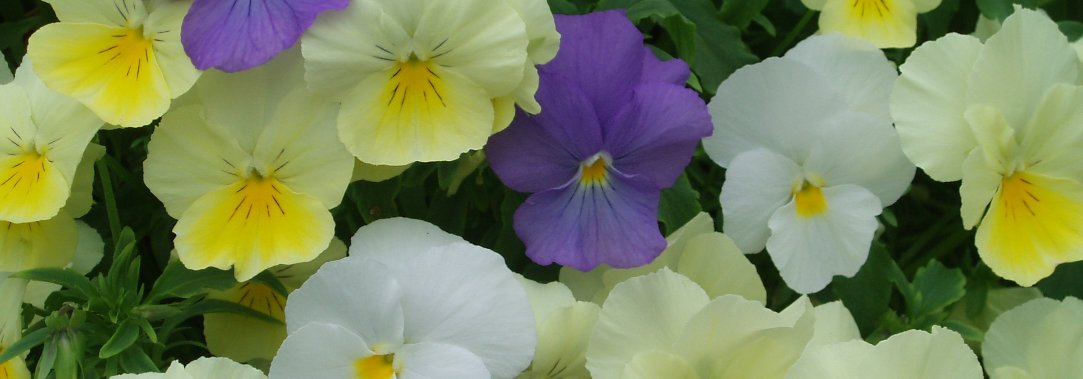 Peter McDermott banner