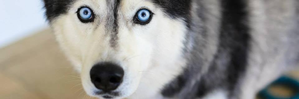 NJHuskyHouse's profile banner image