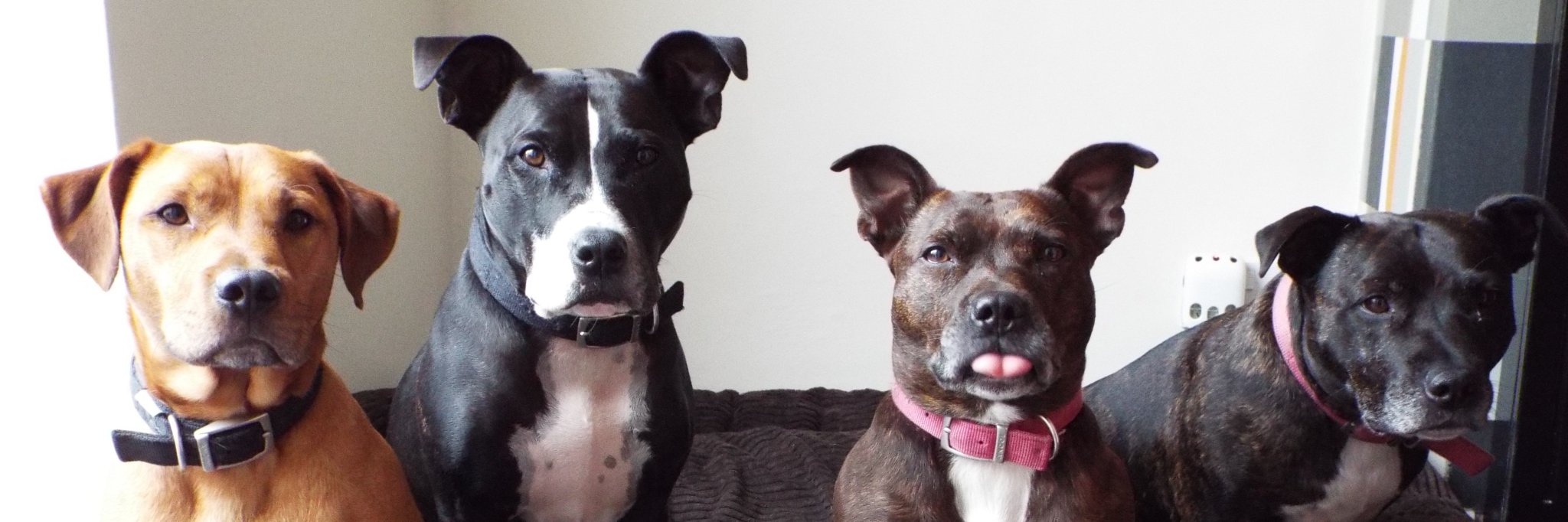 DOGDADDY5's profile banner image