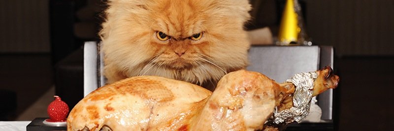 MeetGarfi's profile banner image