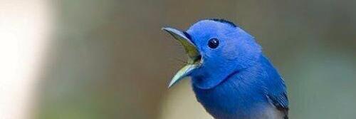 Gert van der Kroef banner