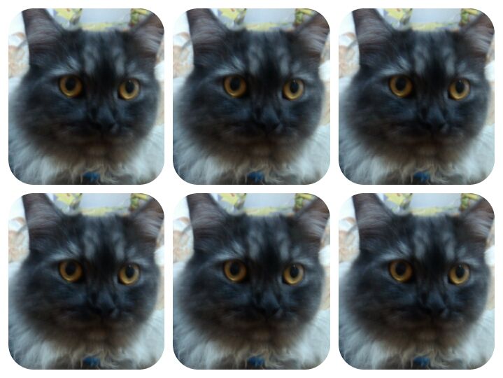 rosadian's profile banner image