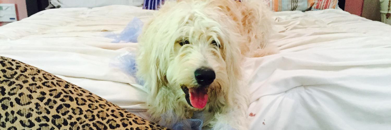 Maria Sugarmann banner