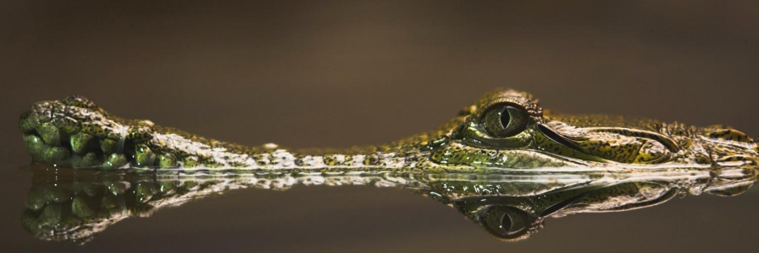 ColumbusGators's profile banner image