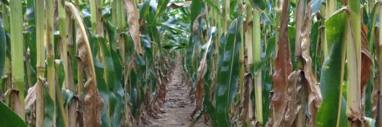 Weltefarms's profile banner image