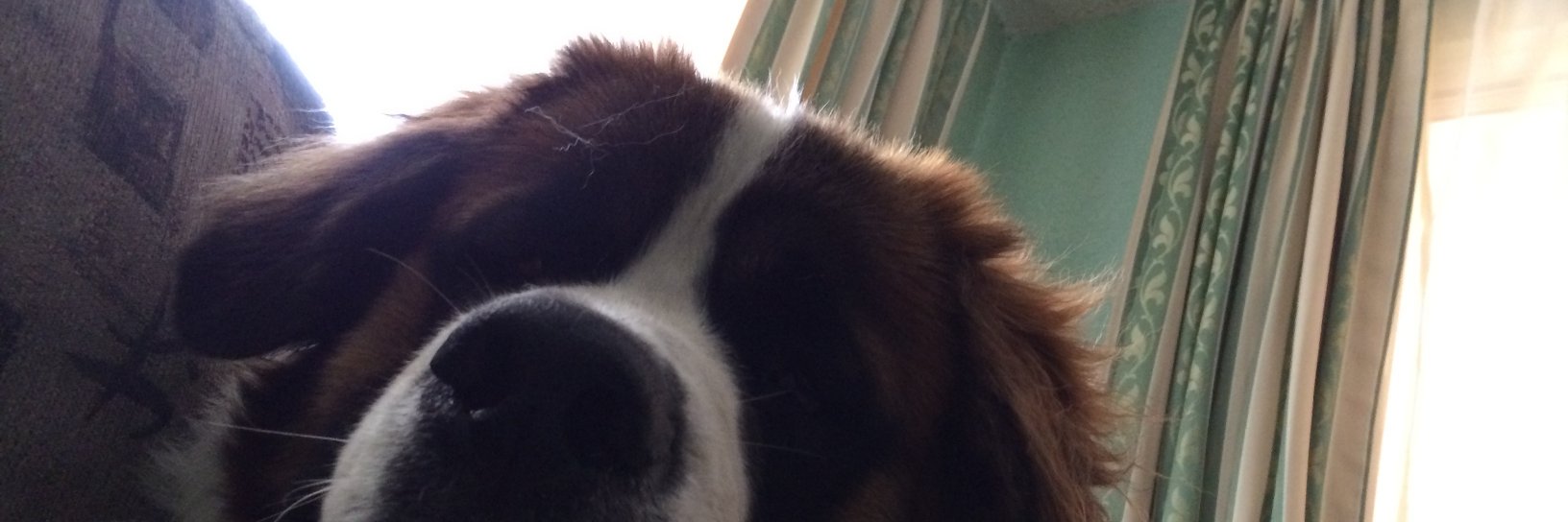 almoroso_'s profile banner image