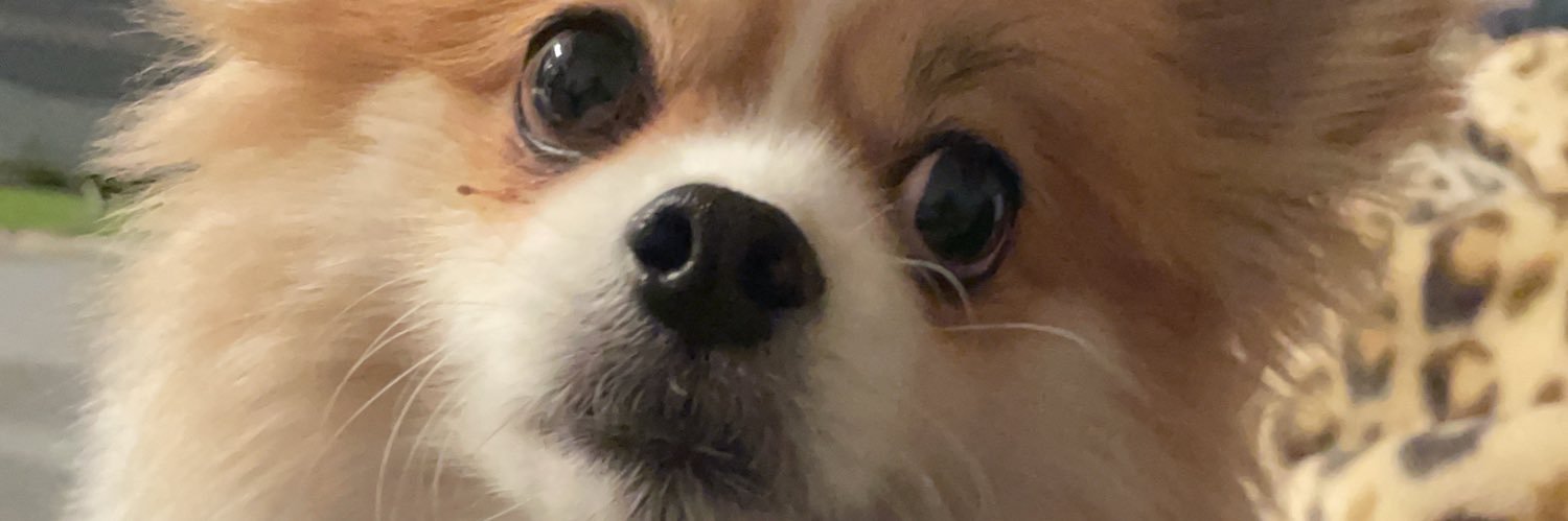 yasuyukikaneda's profile banner image