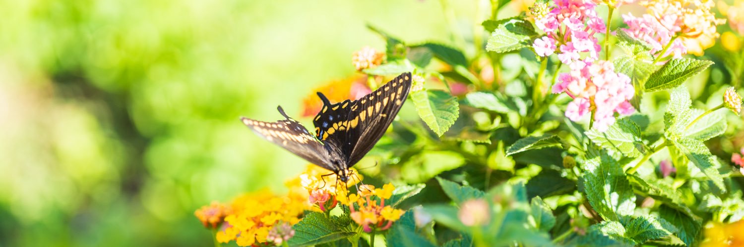 Debbie Kandefer banner