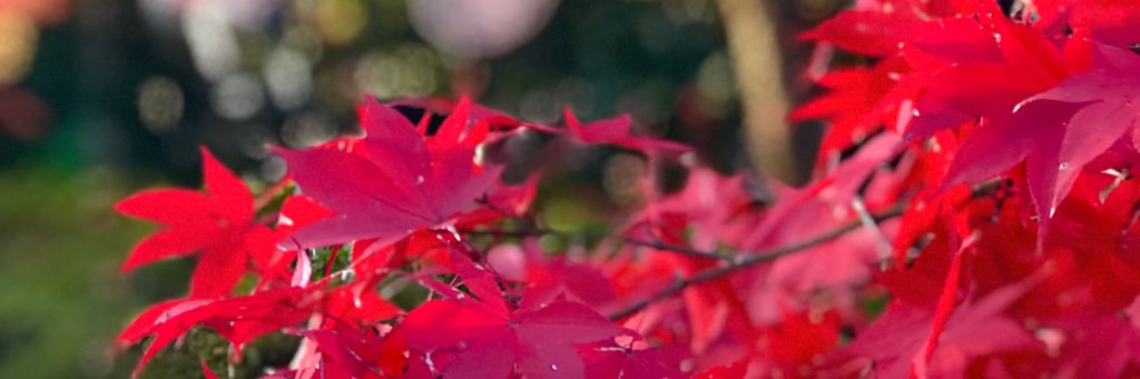 ElittaLopez's profile banner image