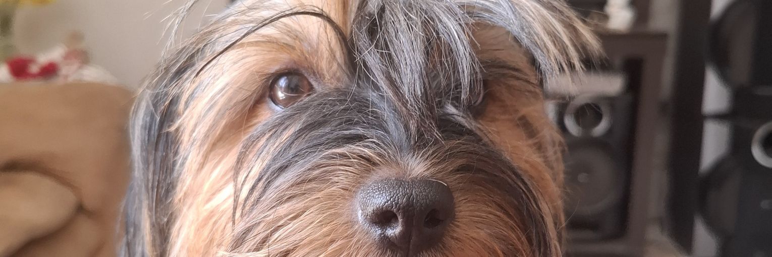 maludglz's profile banner image