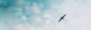 AlysonLima12's profile banner image