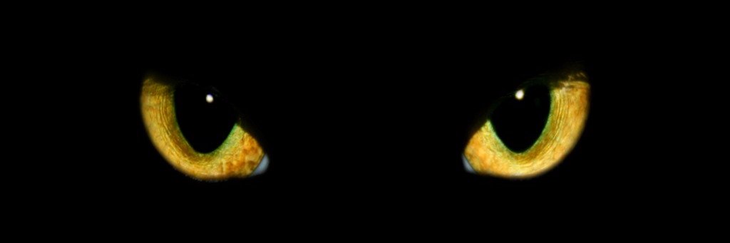 InsideaSeaShell's profile banner image