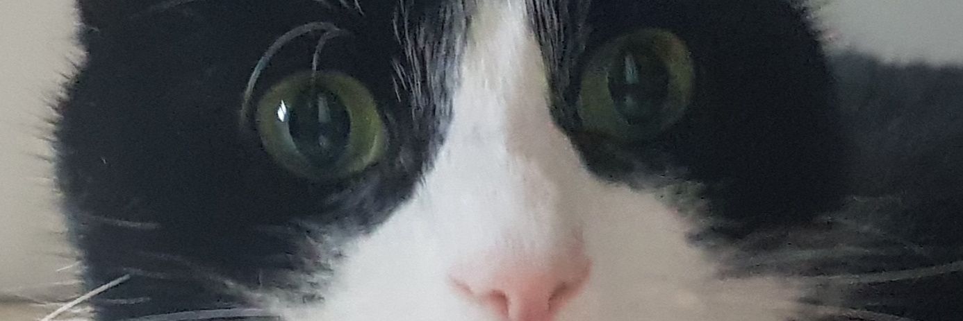 NGD 🌍 🇪🇺 banner