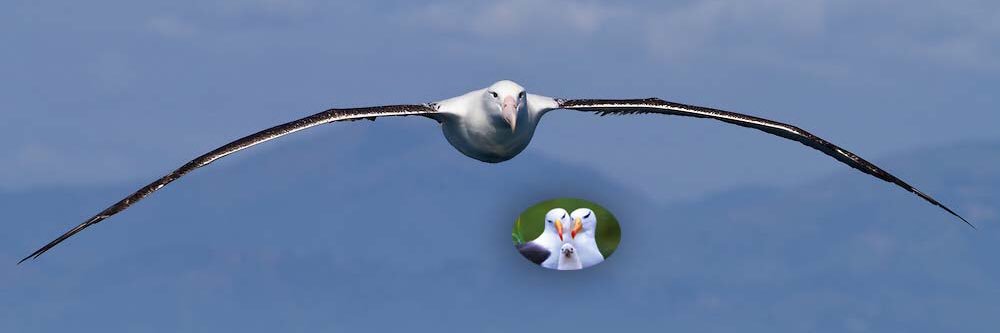 wangjialbatros's profile banner image