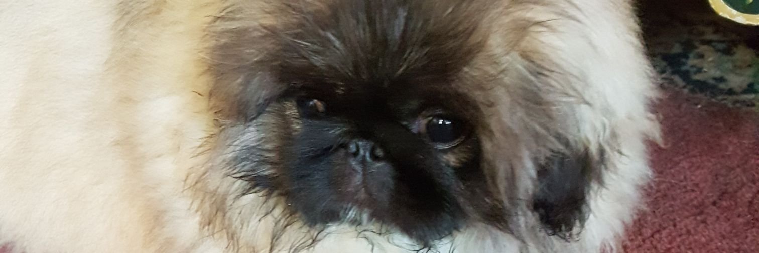 AgnesChomet's profile banner image