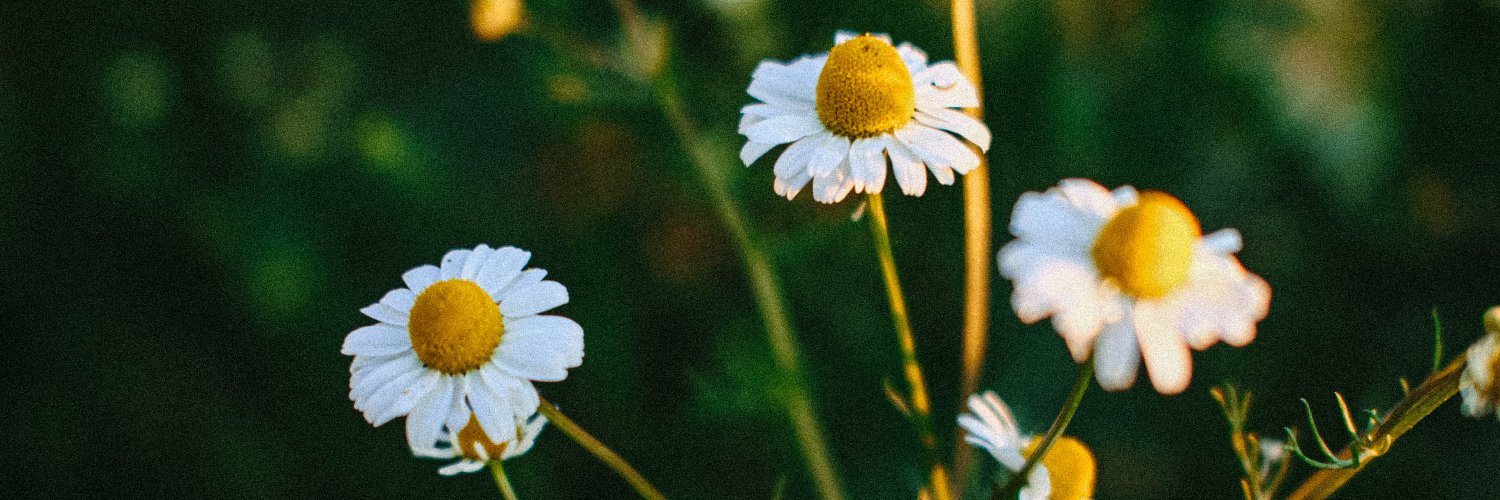 thistableforone's profile banner image