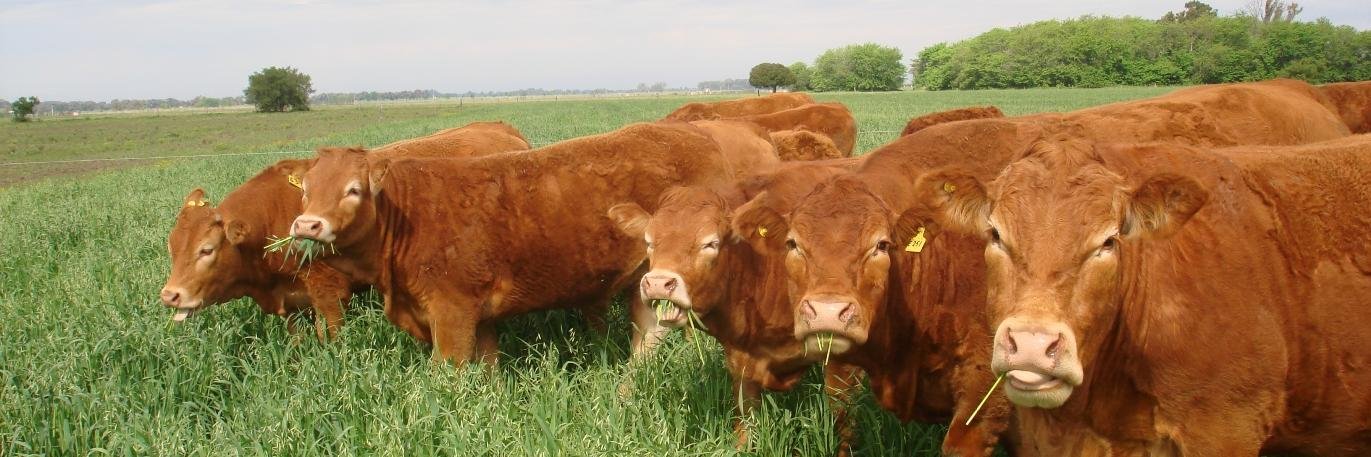 Limousin Argentina banner