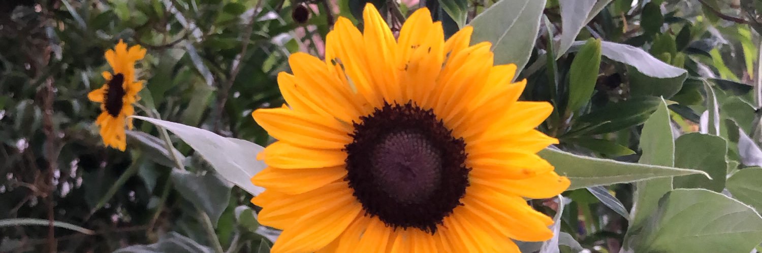 feercarbonera's profile banner image