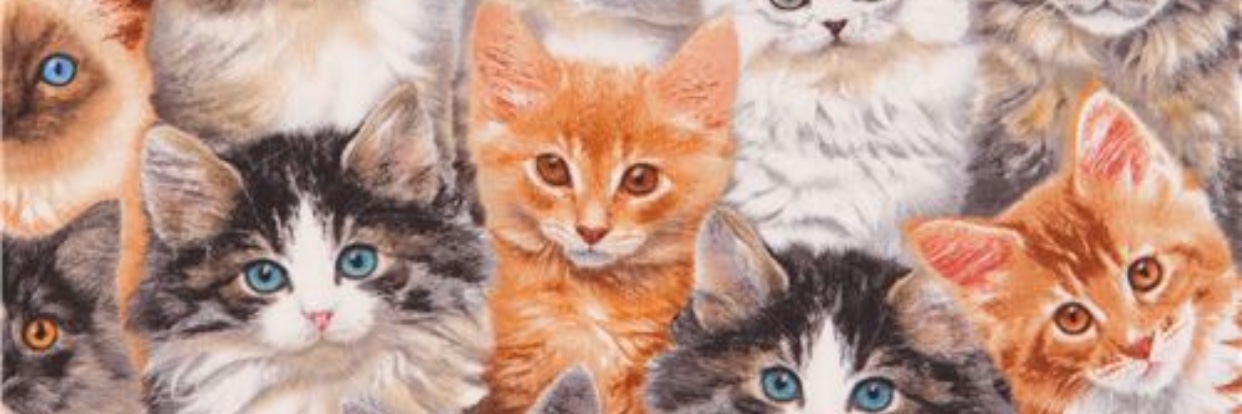 CardboardDad - Un papa en carton banner