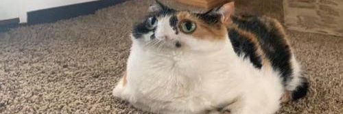 bottlecupp's profile banner image