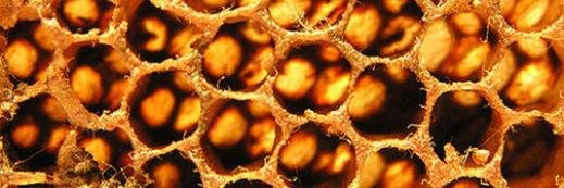 Hive of Beeauty banner