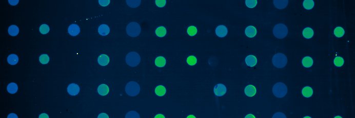 forsegiova's profile banner image