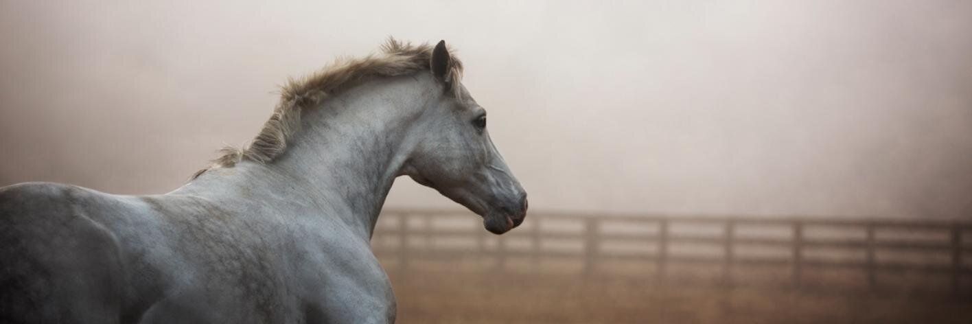 JWilliamsPhoto's profile banner image