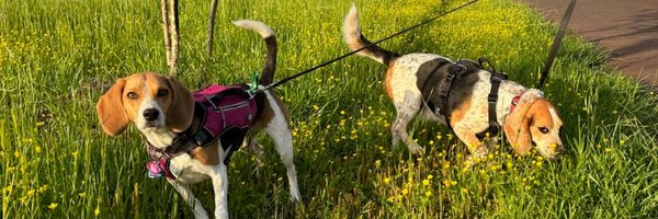BeagleBrigadeGA Profile Banner