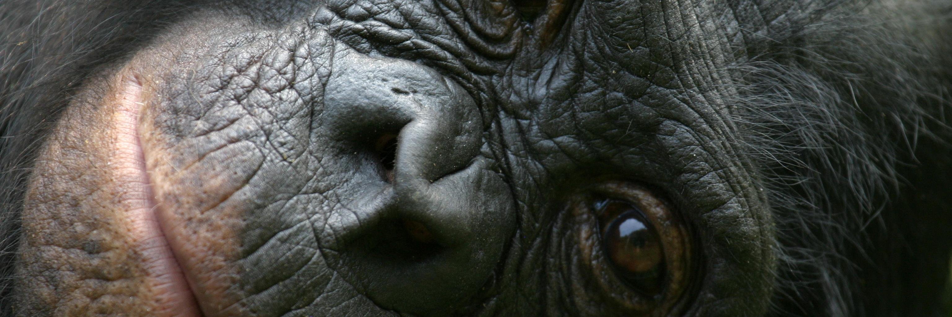 be_bonobo's profile banner image