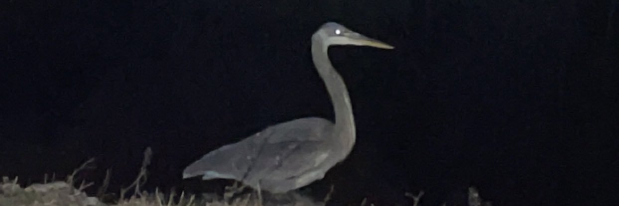 perflenator's profile banner image